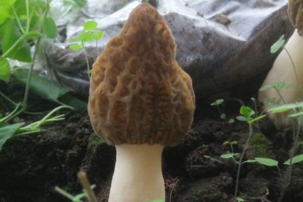 羊肚菌幼菇发黄死亡的原因是什么?羊肚菌幼菇能喷水吗?