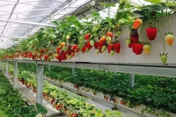 无土栽培草莓一亩投入多少,投资成本大不大?