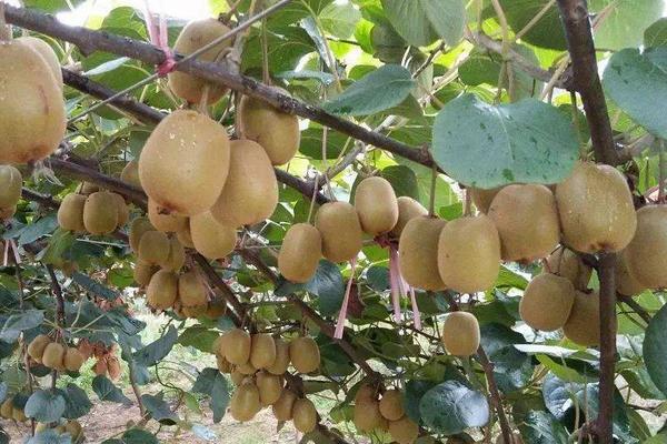 猕猴桃10亩要多少投资?猕猴桃种植风险大吗?