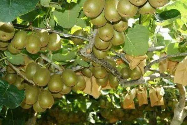 猕猴桃10亩要多少投资?猕猴桃种植风险大吗?