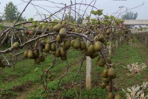 猕猴桃10亩要多少投资?猕猴桃种植风险大吗?