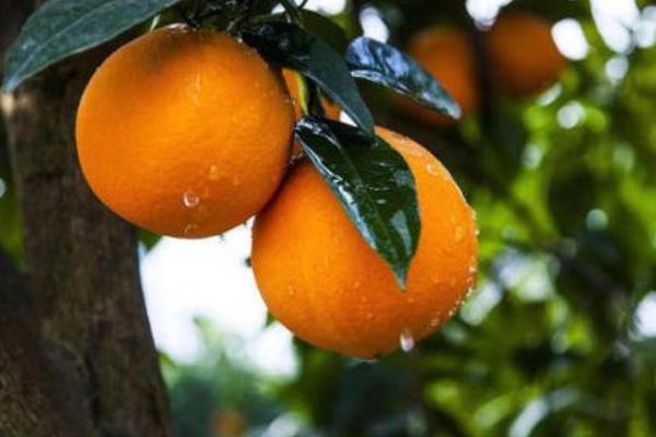 奉节脐橙多少一斤？奉节脐橙什么时候成熟上市？