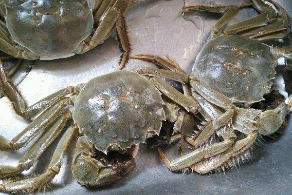 大闸蟹死了还能吃了吗?吃了会怎样?
