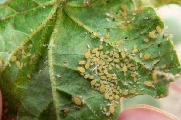 花椒蚜虫防治农药,打什么药效果好?