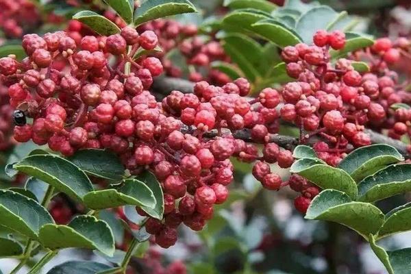 花椒蚜虫防治农药,打什么药效果好?