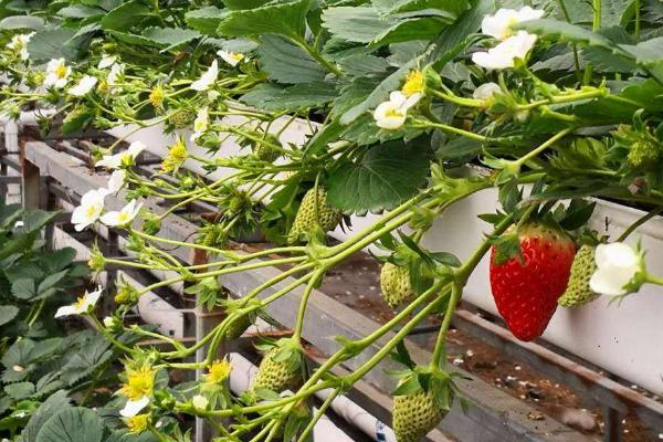 无土栽培草莓一亩投入多少,投资成本大不大?