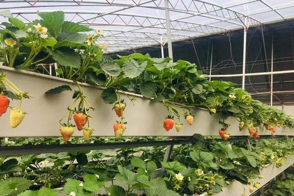无土栽培草莓一亩投入多少,投资成本大不大?
