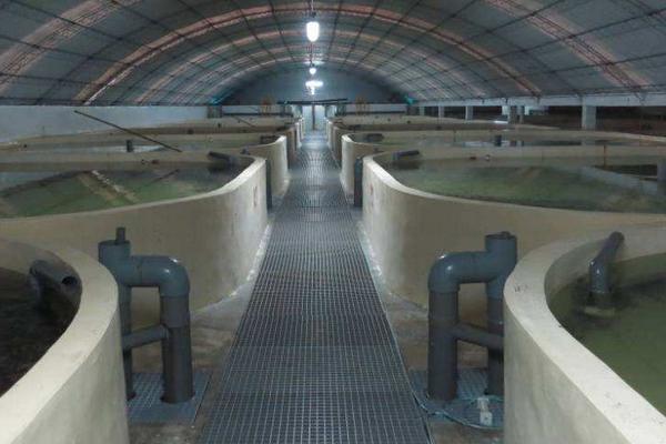 小型工厂化循环水养鱼成本,附循环水养鱼系统介绍