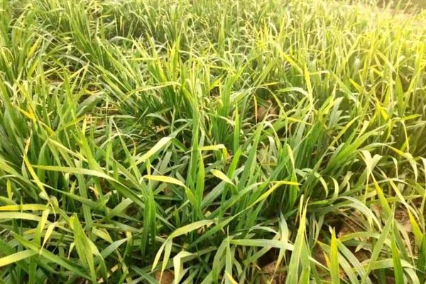 麦子一片一片发黄是怎么回事？还能缓过来吗？