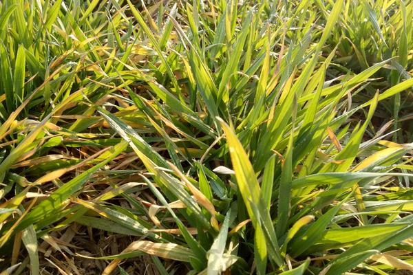 麦子一片一片发黄是怎么回事？还能缓过来吗？