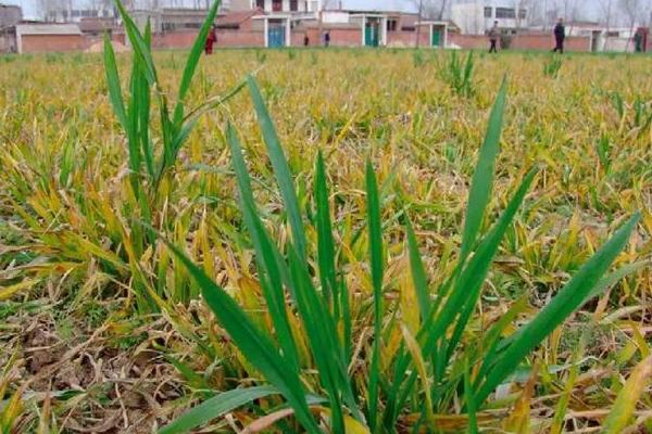 麦子一片一片发黄是怎么回事？还能缓过来吗？