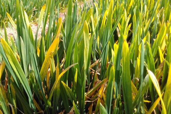 麦子一片一片发黄是怎么回事？还能缓过来吗？