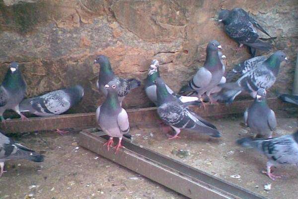 办一个养鸽场大概几万?需要什么手续?