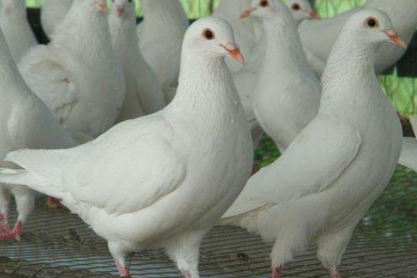 办一个养鸽场大概几万?需要什么手续?