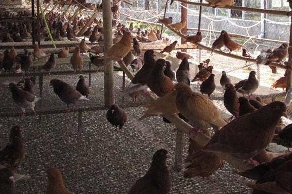 办一个养鸽场大概几万?需要什么手续?