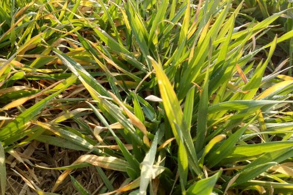 麦子一片一片发黄是怎么回事？还能缓过来吗？