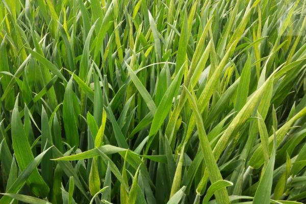 麦子一片一片发黄是怎么回事？还能缓过来吗？