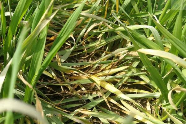 麦子一片一片发黄是怎么回事？还能缓过来吗？