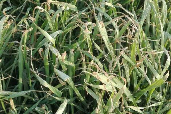 麦子一片一片发黄是怎么回事？还能缓过来吗？