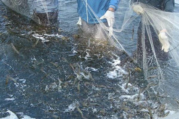 土塘养虾最成功方法,附注意事项