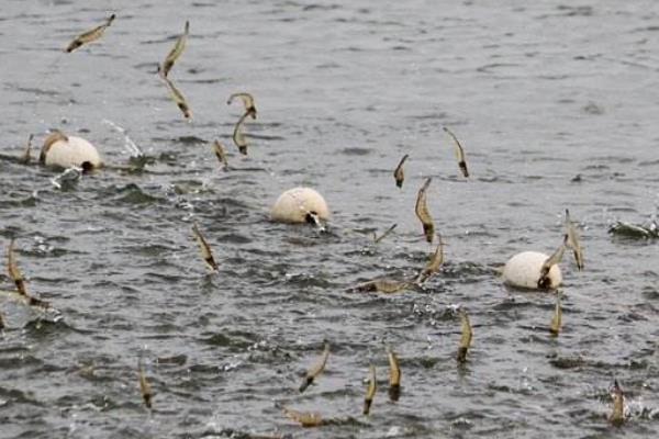 土塘养虾最成功方法,附注意事项