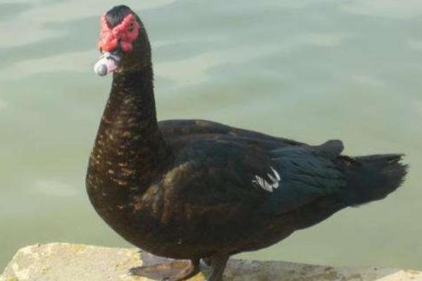 养1000旱鸭成本多少?旱鸭苗多少钱一只?