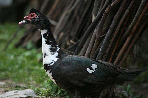 养1000旱鸭成本多少?旱鸭苗多少钱一只?