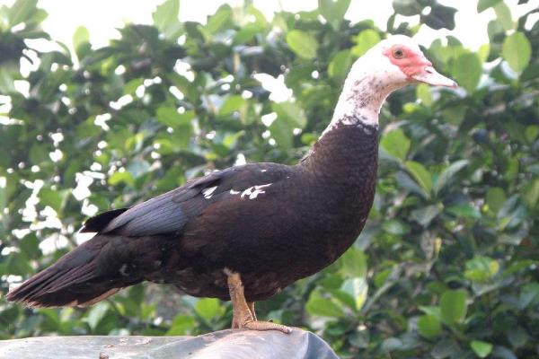 养1000旱鸭成本多少?旱鸭苗多少钱一只?