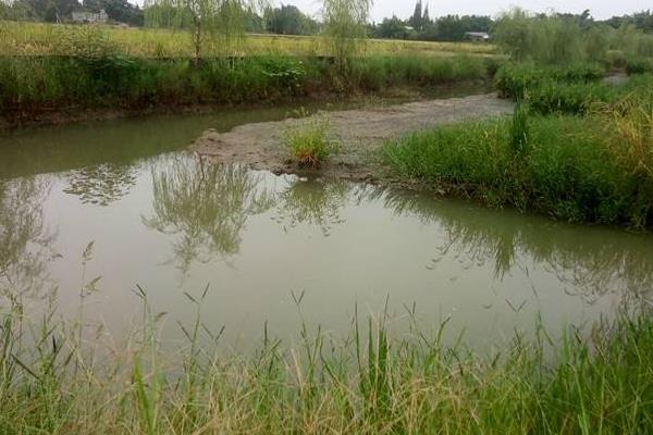 土塘养虾最成功方法,附注意事项