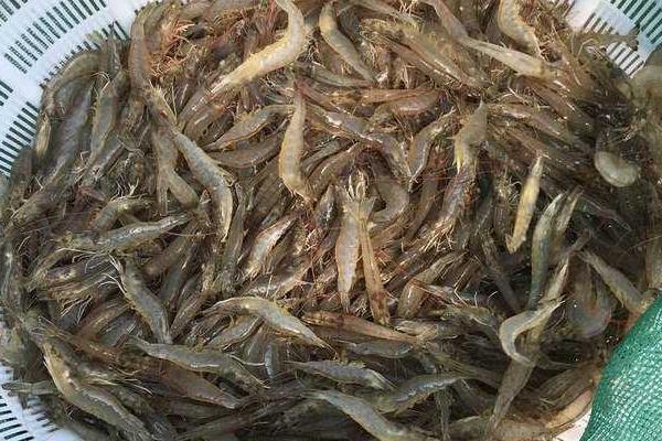 土塘养虾最成功方法,附注意事项