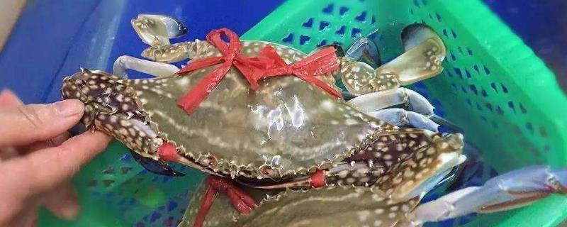 花蟹市场价多少一斤？花蟹怎么做好吃？孕妇可以吃吗