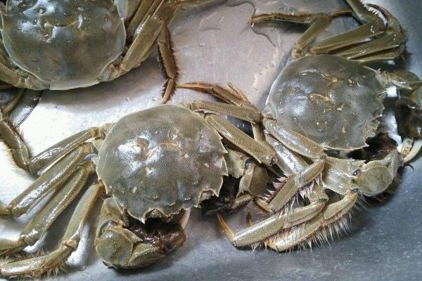 梭子蟹和大闸蟹哪个贵?哪个胆固醇更高?哪个更好吃?