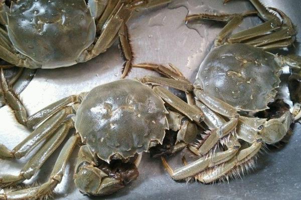 当天的大闸蟹死了还能吃吗?大闸蟹死了多久不能吃?