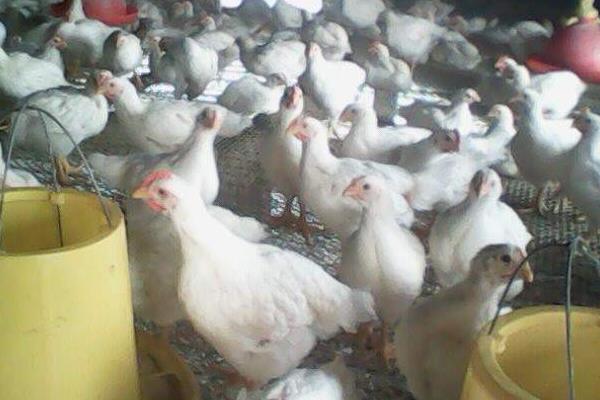 养817鸡的利润与成本,817杂交肉鸡品种介绍