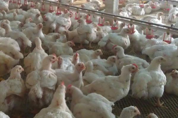 养817鸡的利润与成本,817杂交肉鸡品种介绍