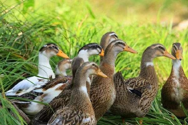 养肉鸭5000千只利润多少?一般多长时间能出栏?