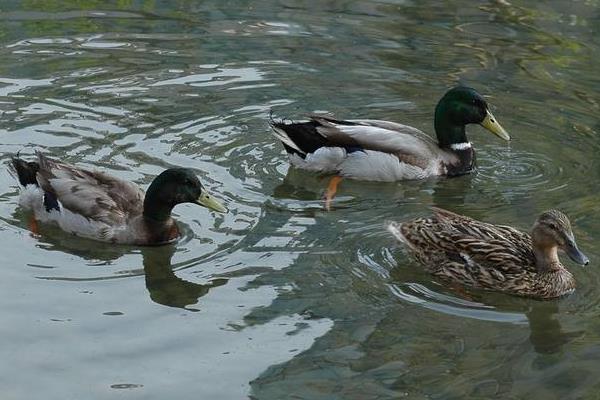 养肉鸭5000千只利润多少?一般多长时间能出栏?