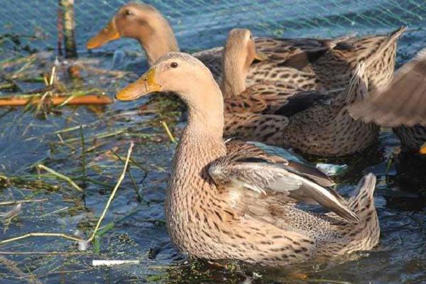 养肉鸭5000千只利润多少?一般多长时间能出栏?