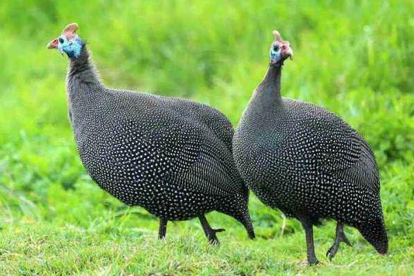 什么鸡最贵最好销售?