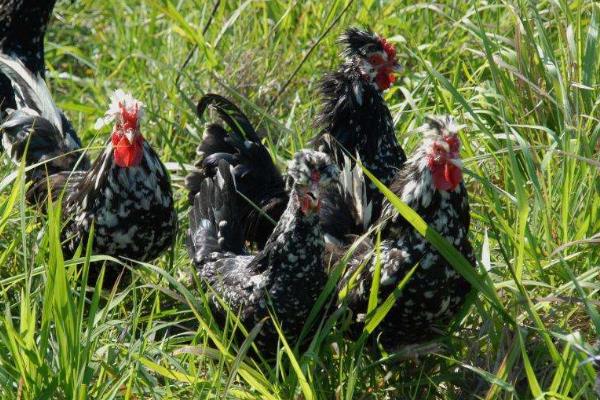 什么鸡最贵最好销售?