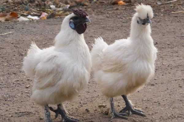 什么鸡最贵最好销售?