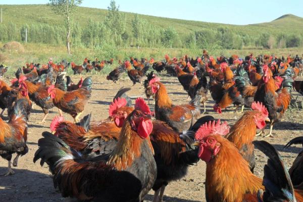 什么鸡最贵最好销售?