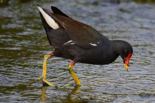 什么鸡最贵最好销售?
