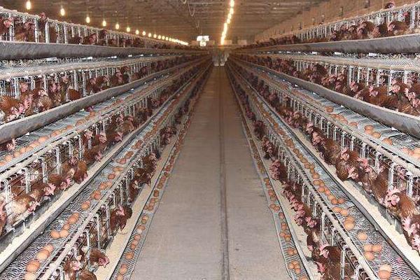 养蛋鸡和肉鸡哪个挣钱?养5000只蛋鸡利润大吗?