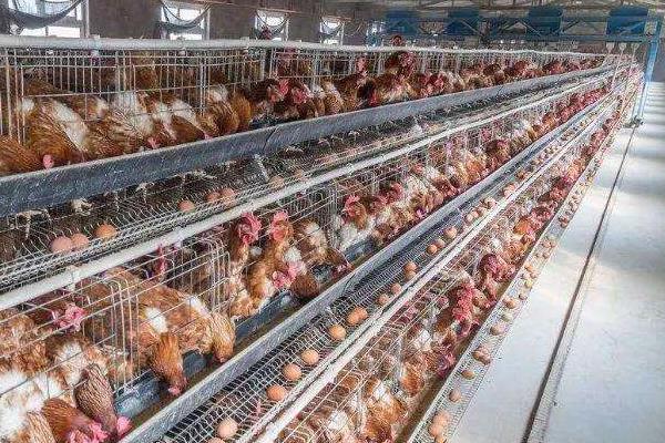 养蛋鸡和肉鸡哪个挣钱?养5000只蛋鸡利润大吗?