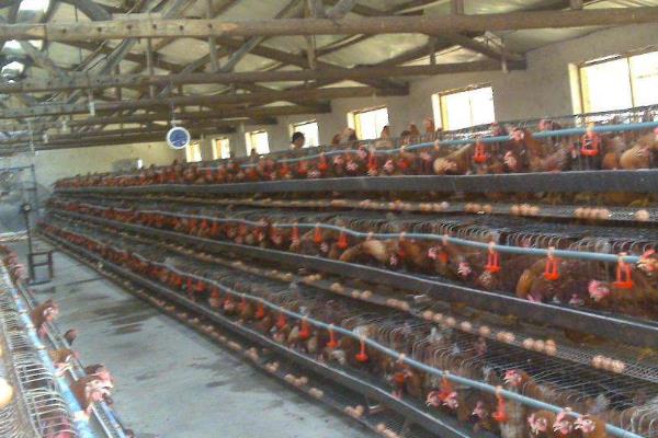 养蛋鸡和肉鸡哪个挣钱?养5000只蛋鸡利润大吗?