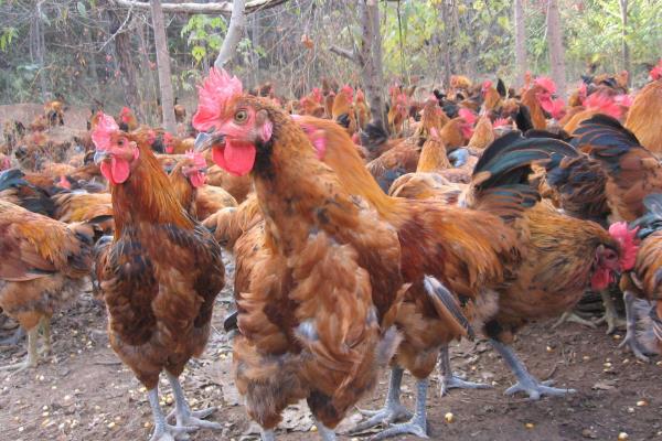 土鸡养殖成本要多少呢?养一百只土鸡利润多少?