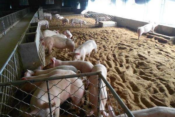 猪贩子收猪技巧，猪贩子的生意流程，收一头猪有多少利润