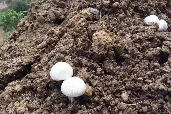 有机肥卖不出去怎么办,有机肥销售渠道怎么做