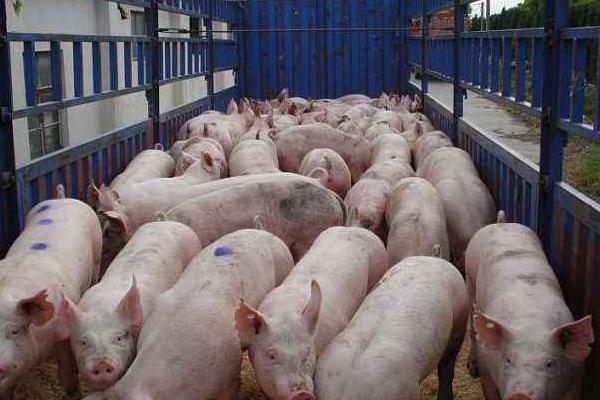 养300头猪一年收入,需投资多少钱,要多大面积?